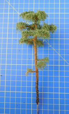 borovice 15 cm
